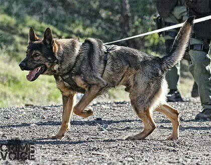 K9 Carr looks ready for action in this photo from the Redding PD K9 webpage.