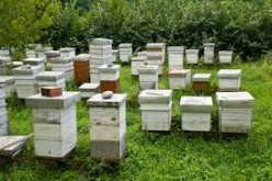 Bee thief gets stung