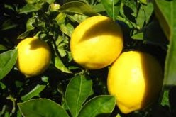 Lemon thief busted in Taft