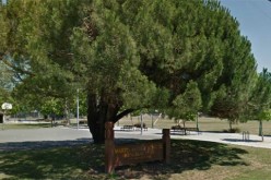 Gang battle leaves one hospitalized, and one arrested