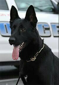 He could hide from the police, but not from K9 Abel