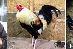 Central Valley fight promoters arrested in Northern California