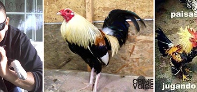 Central Valley fight promoters arrested in Northern California