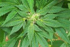 Three Arrested in Connection with Illegal Arvin Pot Farm