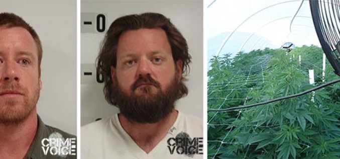 Sophisticated pot growers caught by detectives