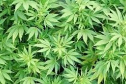 Juveniles Arrested for Pot Sales