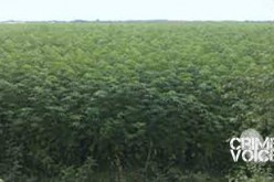 Four rob processed cannabis from permitted farm