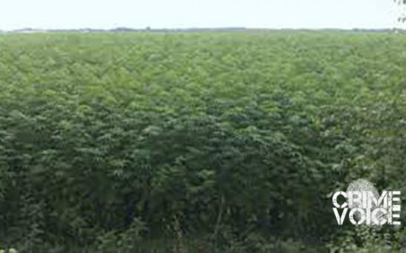 Man Faces Federal Charges after Growing Pot on Government Land