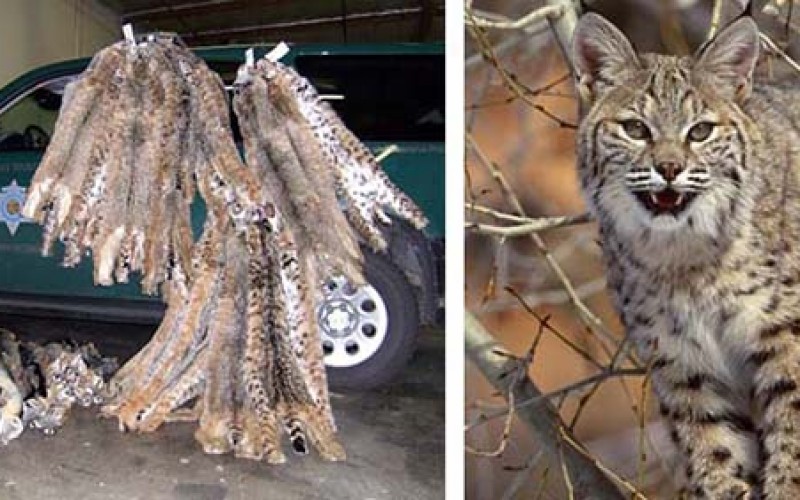 Poacher Busted For Illegal Trapping And Animal Cruelty