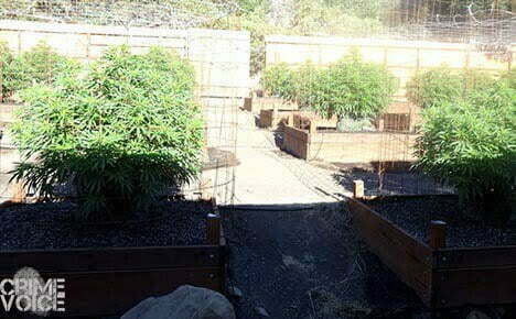 Detectives searched six properties and found multiple marijuana cultivation sites.