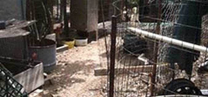 Man Gets Arrested For Holding a Cockfighting “Empire”