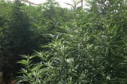 Wide Scale Raids Net Thousands in Pot, 14 Arrested