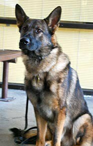 Ellex - a Watsonville Police K9 - is ready for action.