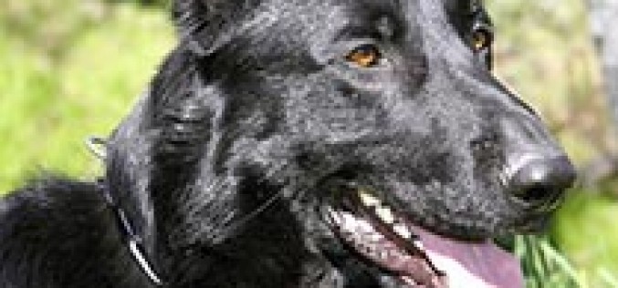 Police dog helps nab frequent offender