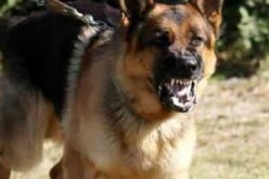 K-9 Cop Nabs Assailant