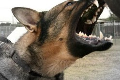 Suspected Car Thief Detained By K9 Officer and Arrested
