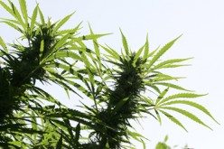 Major Bust Yields Nearly 4,000  Marijuana Plants, Two Arrests