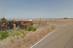 Hollywood Stuntmen Die in Sacramento Crash