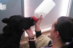 Backseat Cattle Rustler Lands in the Pokey