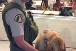 K-9 Unit Pup Tracks Down Her First Suspect A Cabazon Prowler