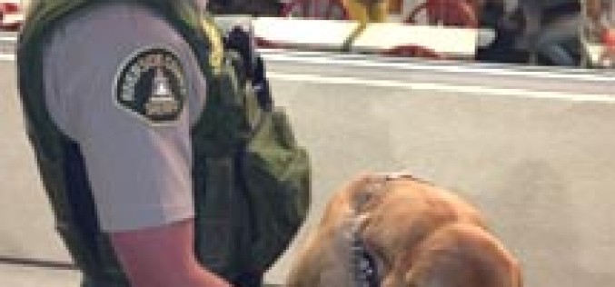 K-9 Unit Pup Tracks Down Her First Suspect A Cabazon Prowler
