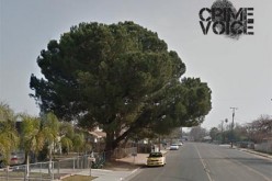 Wanted Auto Thief Arrested Following Pursuit