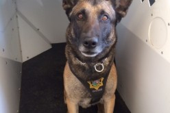 Rookie Dog Thwarts Robbery Ring