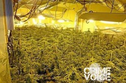 San Bernardino County Team Busts Huge Pot House