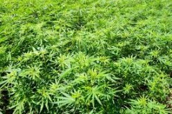 Authorities Arrest Ten Suspects in Marijuana Cultivation Sweep