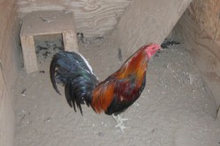 Four Busted for Cockfighting