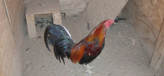 Four Busted for Cockfighting