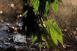 Suspects Caught Watering their Marijuana Garden