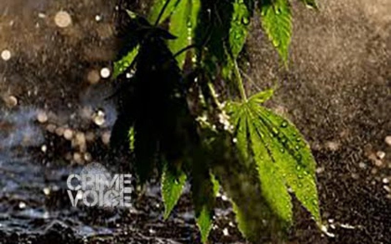 Suspects Caught Watering their Marijuana Garden