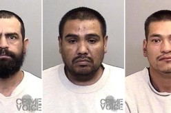 Mendocino wild marijuana grow busted on Cow Mountain