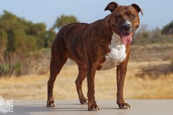 DUI suspect more trouble than his Pit-Bull