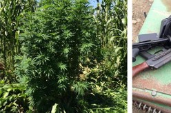 Federal Agents Raid Illegal Marijuana Grow