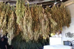 Multiple Search Warrants Produce More than 20 Arrests