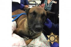 Injured K-9 Making Recovery After Reportedly Being Stabbed by Suspect