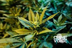 Simi Valley Indoor Marijuana Farmer Arrested