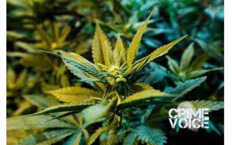 Simi Valley Indoor Marijuana Farmer Arrested