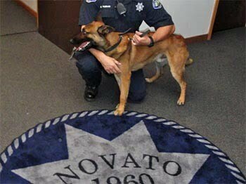One of the Novato Police K9s was of valuable service in apprehending the suspect.