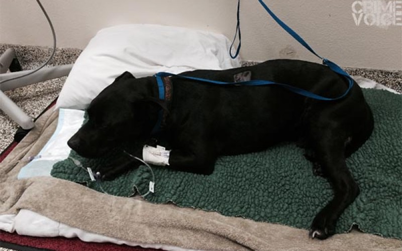 CHP Officers Rescue Dog, “Mr. Man,” on Santa Rosa Avenue