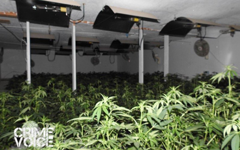 Grow House Raid Nets $5.7 Million Marijuana Haul