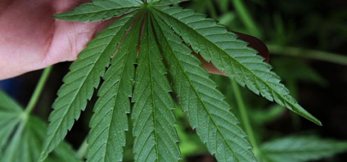 Authorities Dismantle Three Illegal Marijuana Cultivation Sites in Calaveras County