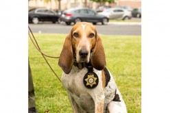 Sheriff’s Police Dog Tracks Down Lucerne Valley Assault Suspect