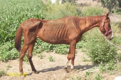 Suspect Faces Possible Animal Cruelty Charges after 24 Horses Confiscated