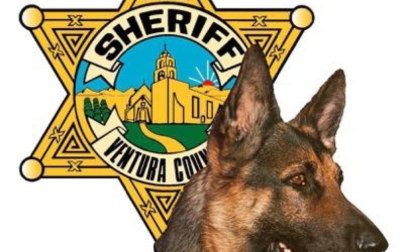 K9 Cop Nabs Robbery Suspect