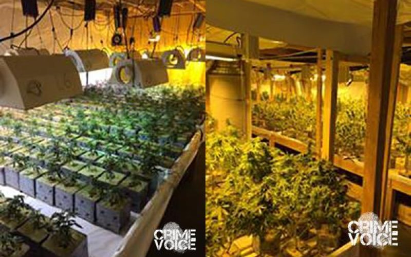 Three Arrested in Large Marijuana Bust