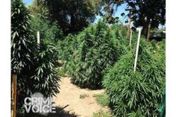 Shots Fired, Marijuana Discovered, Suspect Turned Over to Homeland Security