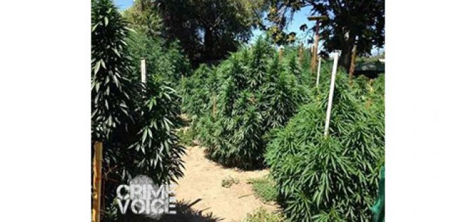 Shots Fired, Marijuana Discovered, Suspect Turned Over to Homeland Security